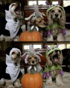 523631_684812565107_1956004381_n