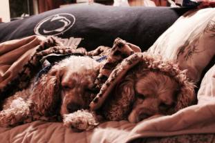 1510789_805297158017_530636748_n